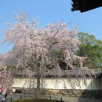 醍醐寺①　京都で人気のお花見スポット