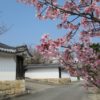 勧修寺　桜が美しい京都の門跡寺院【御朱印】