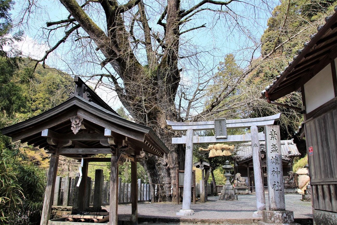 素盞雄神社（桜井市）　奈良県最大のイチョウの巨樹に圧倒！