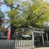 積川神社（岸和田市）　見どころがいっぱい！天然記念物の椋と美しい本殿【御朱印】