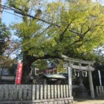 積川神社（岸和田市）　見どころがいっぱい！天然記念物の椋と美しい本殿【御朱印】