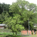 流谷八幡神社（河内長野市）　樹齢400年の大イチョウが見守る石清水八幡宮別宮