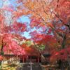 瑜伽神社（奈良市）　奈良の秋を極める紅葉の穴場スポット！【御朱印】