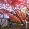 松尾寺（和泉市）　紅葉に包まれた癒しの古刹【御朱印】