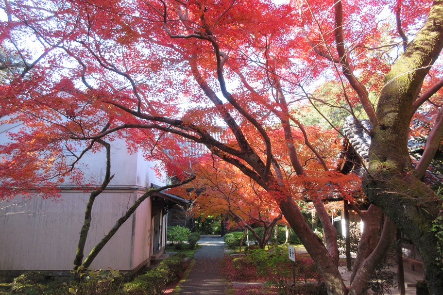 松尾寺（和泉市）　紅葉に包まれた癒しの古刹【御朱印】