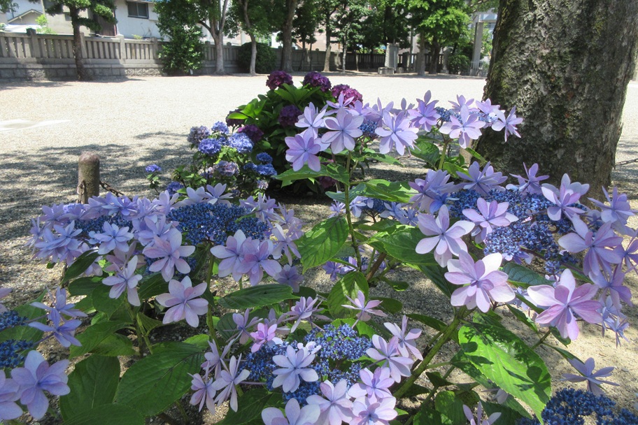三社神社の境内に咲いていた淡い青と紫の紫陽花。静けさと癒しを感じる風景