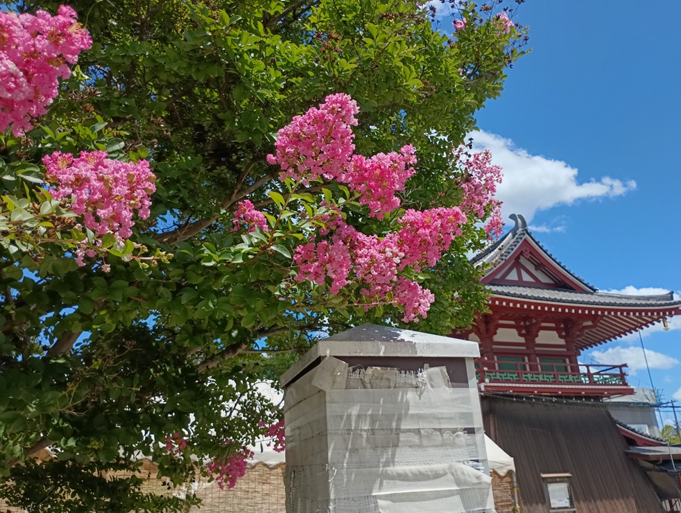 四天王寺の北鐘堂と百日紅の花。聖徳太子ゆかりの鐘楼と、夏に咲く彩りが重なる風景。