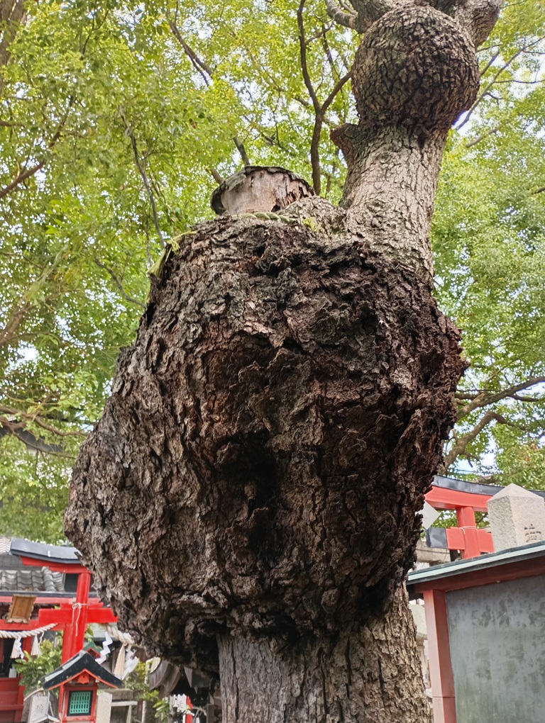 我堂八幡宮の楠の御神木