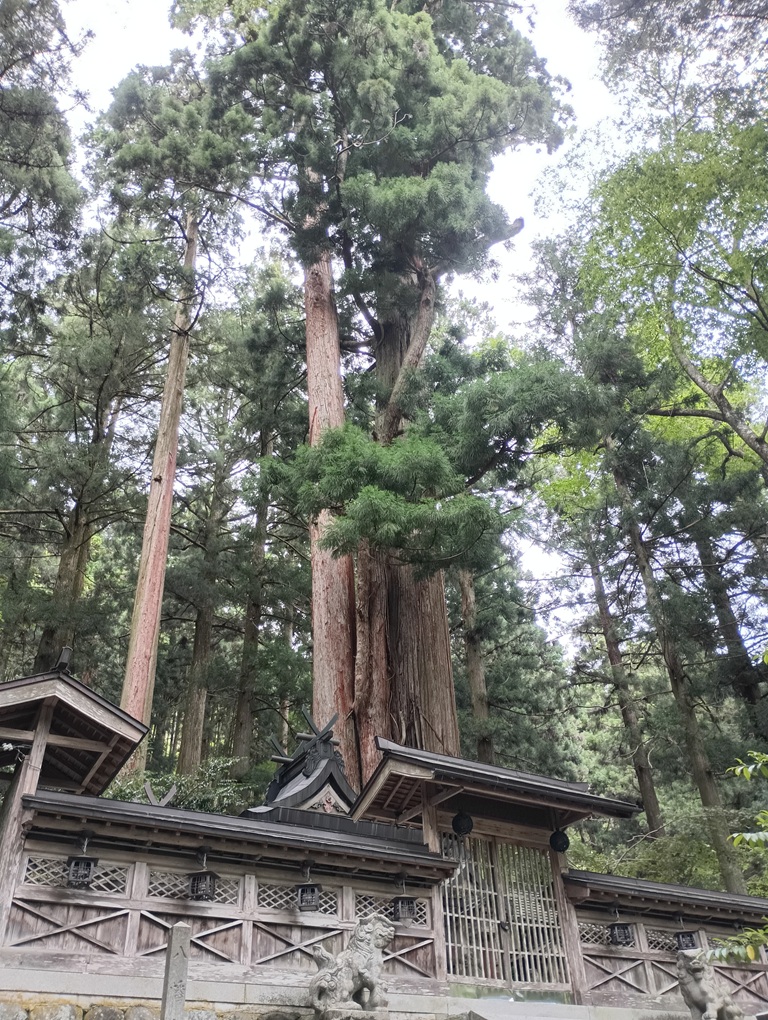 洞川八幡宮の境内にそびえる樹齢千年を超える杉とケヤキ。長い年月、参拝者と社を見守り続けてきた御神木。