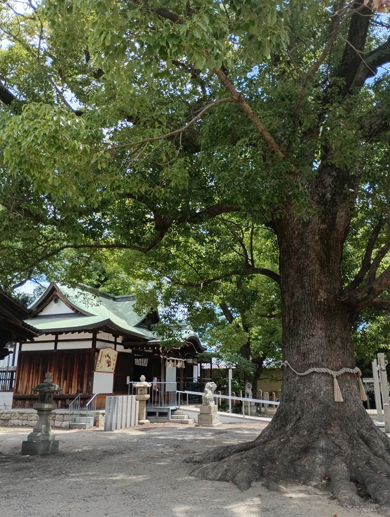 華表神社の御神木・クスノキと拝殿。堺市指定保存樹木と社殿が並ぶ癒しの境内。