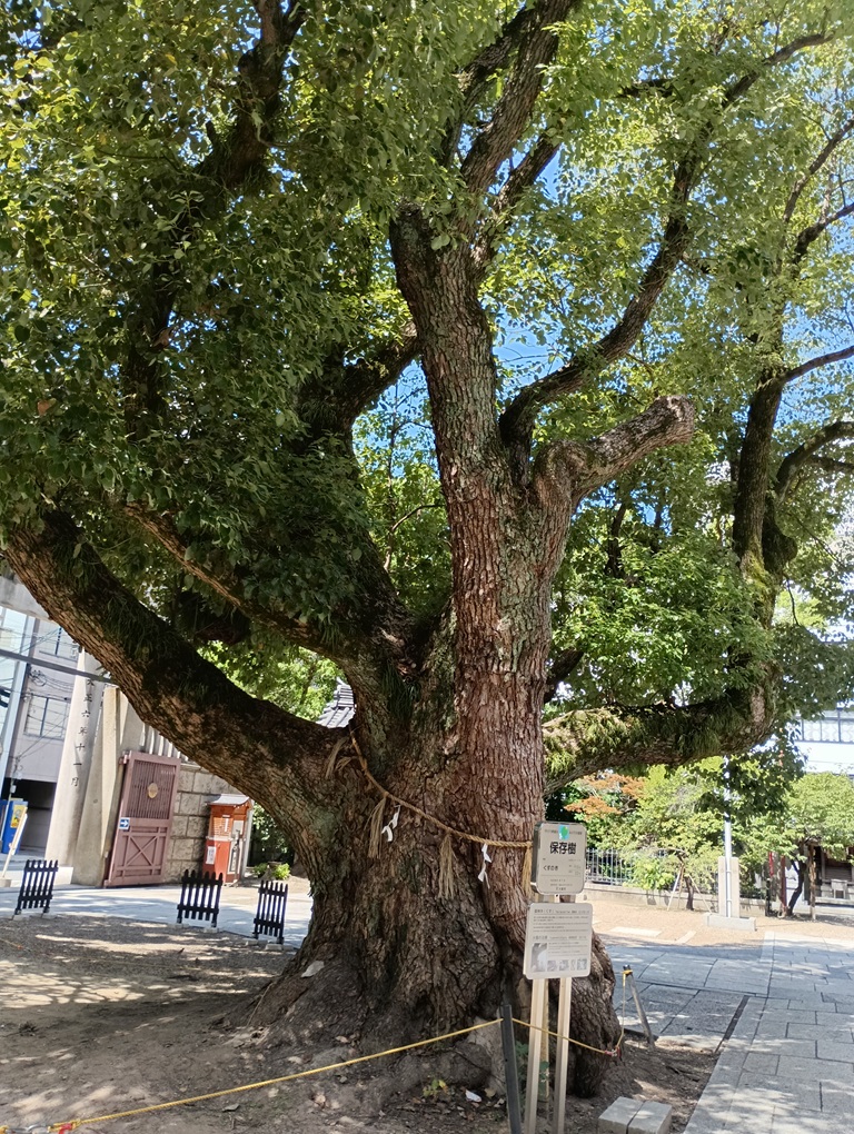 難波神社の境内にそびえる戦火を生き延びた楠の御神木