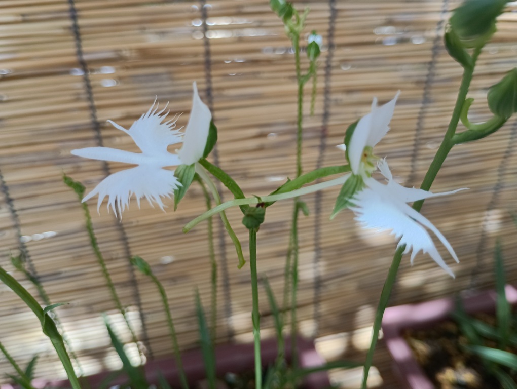 坐摩神社の御神花・さぎ草。白鷺が羽を広げたような形の純白の花が咲く様子。