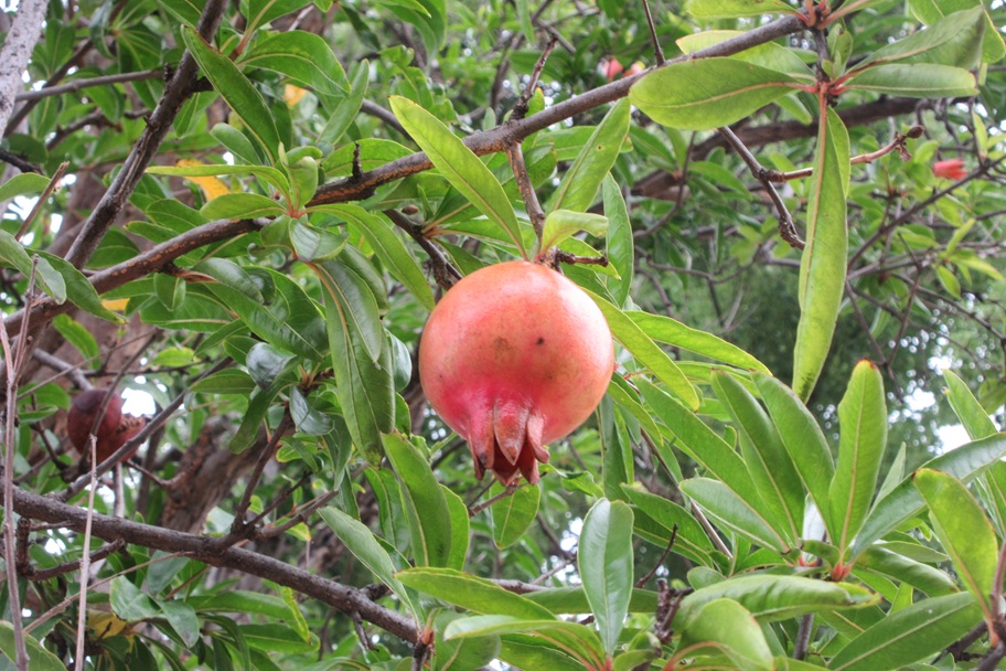 福徳鈴之森社のそばに実ったザクロ。