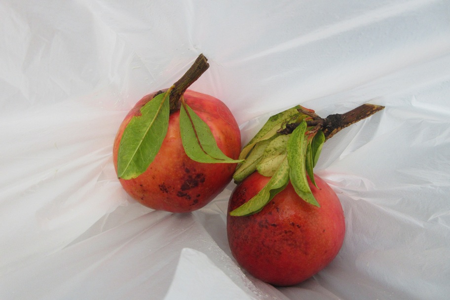 帰り際、神社の方から分けていただいたザクロ。