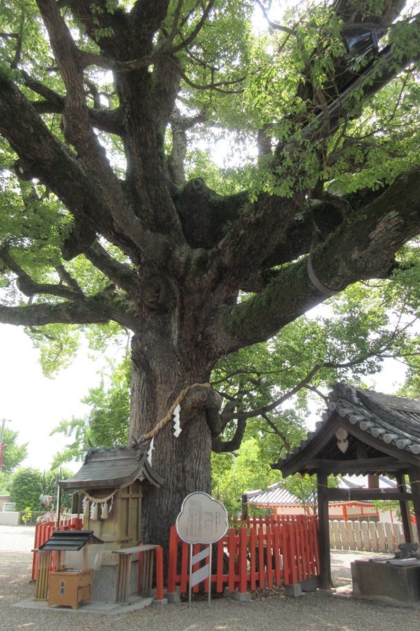 百舌鳥八幡宮の御神木・樹齢800年の大楠