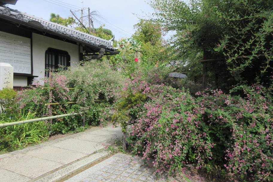 東光院の境内に咲き誇る萩の群生。赤や白、ピンクの花が枝垂れて広がり、9月の見頃を迎えた景色