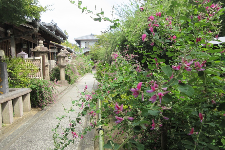 萩の花に包まれた参道