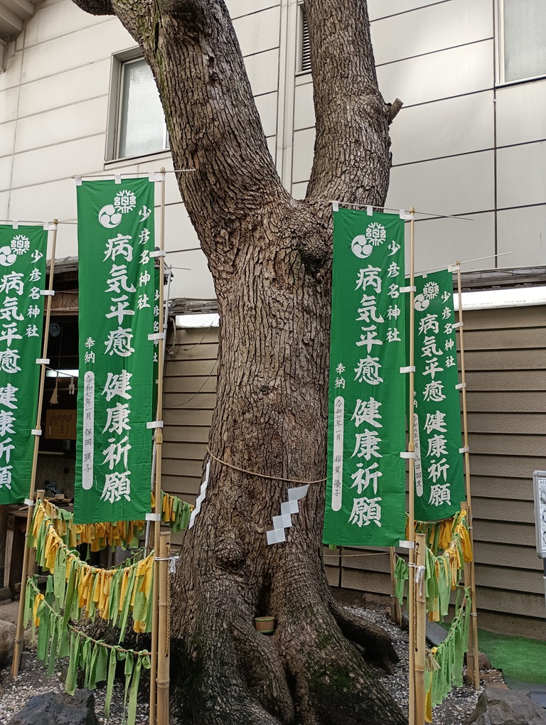 少彦名神社の御神木