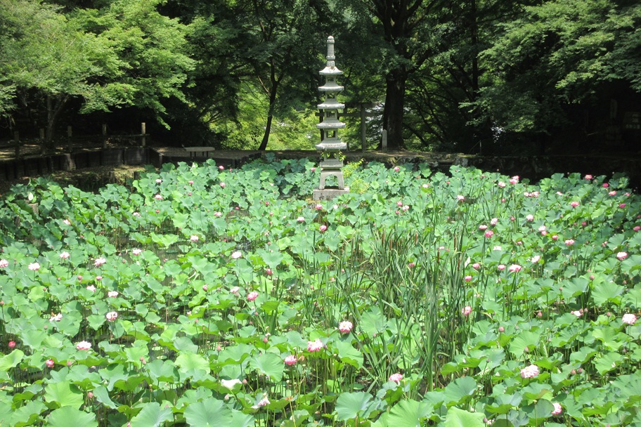 延命寺の蓮