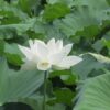 【河内長野市】興禅寺の斑蓮(まだらはす)|千年咲き継がれる白い蓮と歴史ある古刹