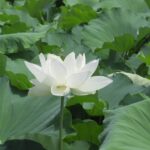 【河内長野市】興禅寺の斑蓮(まだらはす)|千年咲き継がれる白い蓮と歴史ある古刹