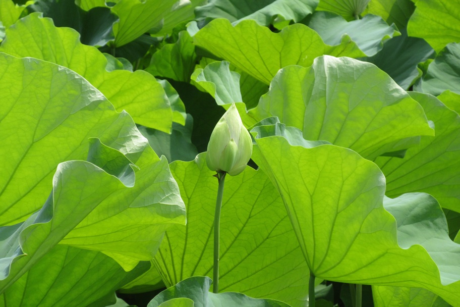 興禅寺の蓮